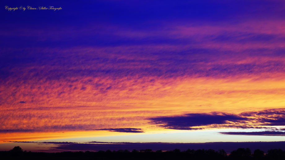 Düsseldorfer Fernsehturm, Vögel, Clasen/Stiller Fotografie, Udo Clasen, Patrick Stiller, Nachtaufnahme, Langzeitbelichtung, Sonnenaufgang, Sonnenuntergang, rot, grün, blau, orange, gold, gelb, Pflanzen, Baum, Bäume, HDR, Düsseldorf, Duisburg, Natur, Tiere