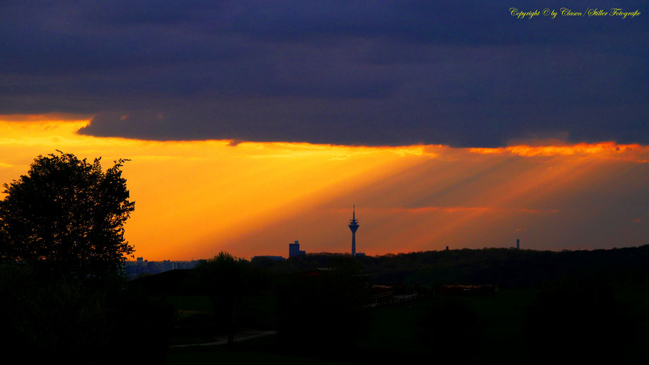 Düsseldorfer Fernsehturm, Vögel, Clasen/Stiller Fotografie, Udo Clasen, Patrick Stiller, Nachtaufnahme, Langzeitbelichtung, Sonnenaufgang, Sonnenuntergang, rot, grün, blau, orange, gold, gelb, Pflanzen, Baum, Bäume, HDR, Düsseldorf, Duisburg, Natur, Tiere