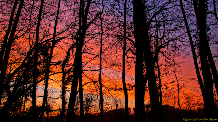 Düsseldorfer Fernsehturm, Vögel, Clasen/Stiller Fotografie, Udo Clasen, Patrick Stiller, Nachtaufnahme, Langzeitbelichtung, Sonnenaufgang, Sonnenuntergang, rot, grün, blau, orange, gold, gelb, Pflanzen, Baum, Bäume, HDR, Düsseldorf, Duisburg, Natur, Tiere