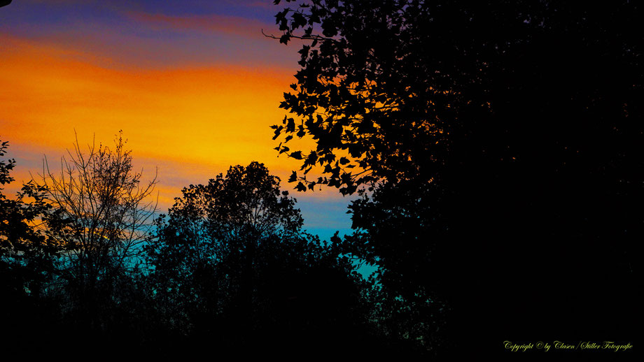 Düsseldorfer Fernsehturm, Vögel, Clasen/Stiller Fotografie, Udo Clasen, Patrick Stiller, Nachtaufnahme, Langzeitbelichtung, Sonnenaufgang, Sonnenuntergang, rot, grün, blau, orange, gold, gelb, Pflanzen, Baum, Bäume, HDR, Düsseldorf, Duisburg, Natur, Tiere