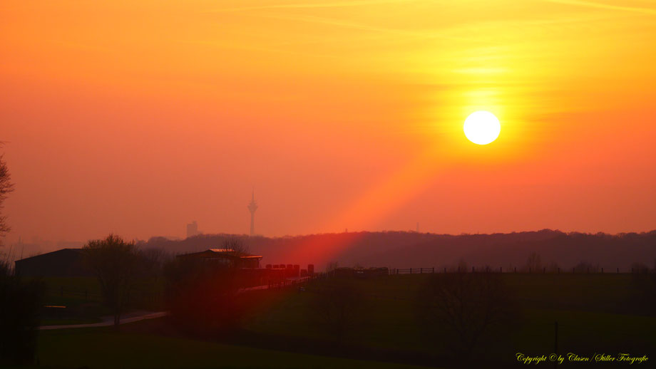 Sonnenaufgang, Kornfeld, Baum, Sonnenstrahlen, Wolken,