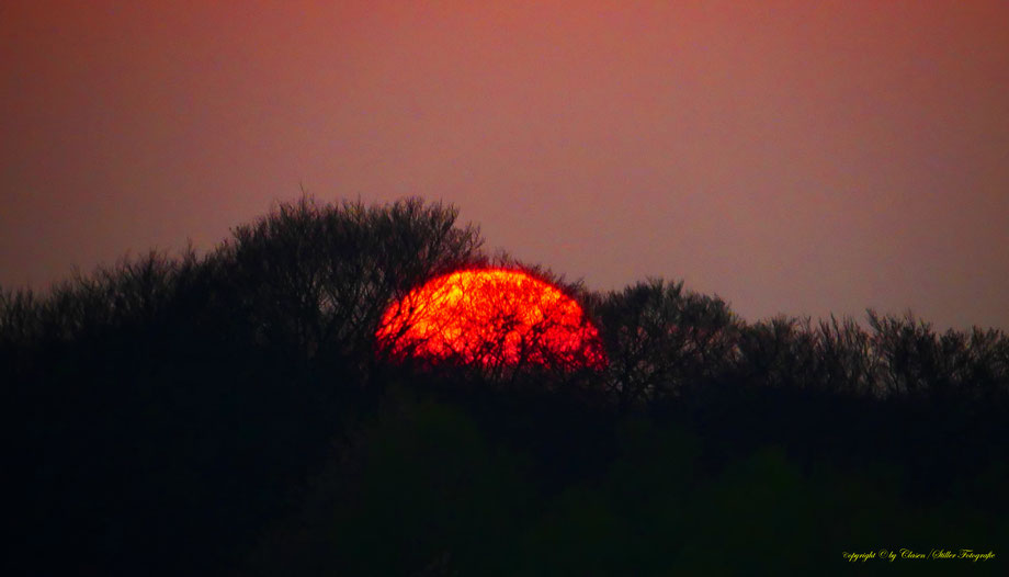 Sonnenaufgang, Kornfeld, Baum, Sonnenstrahlen, Wolken,