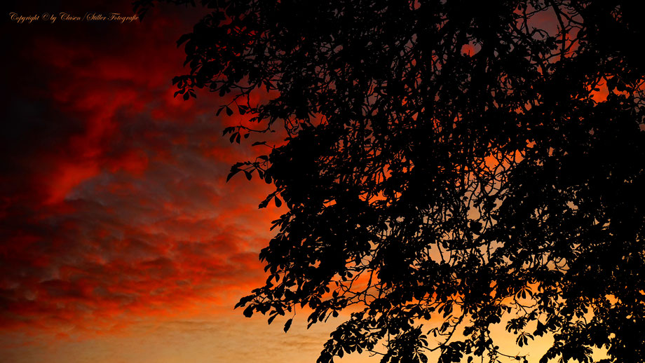 Düsseldorfer Fernsehturm, Vögel, Clasen/Stiller Fotografie, Udo Clasen, Patrick Stiller, Nachtaufnahme, Langzeitbelichtung, Sonnenaufgang, Sonnenuntergang, rot, grün, blau, orange, gold, gelb, Pflanzen, Baum, Bäume, HDR, Düsseldorf, Duisburg, Natur, Tiere