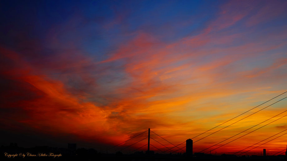 Düsseldorfer Fernsehturm, Vögel, Clasen/Stiller Fotografie, Udo Clasen, Patrick Stiller, Nachtaufnahme, Langzeitbelichtung, Sonnenaufgang, Sonnenuntergang, rot, grün, blau, orange, gold, gelb, Pflanzen, Baum, Bäume, HDR, Düsseldorf, Duisburg, Natur, Tiere