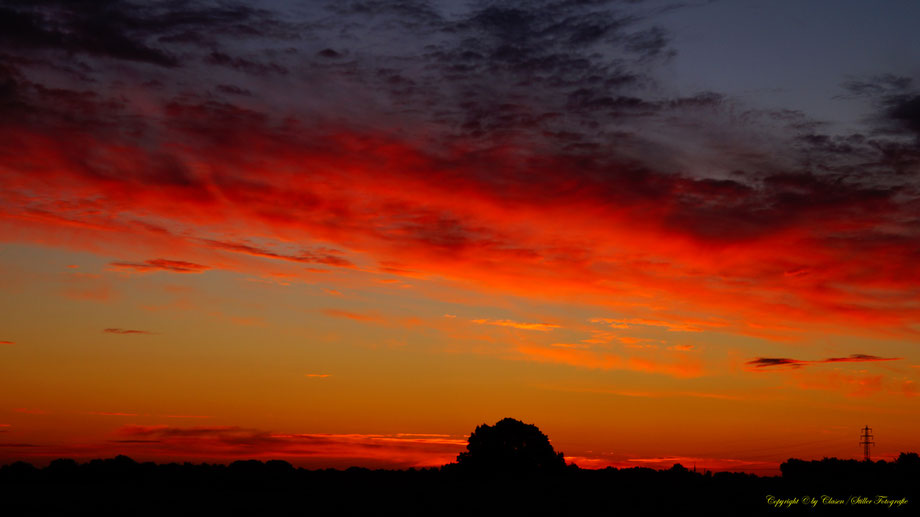 Düsseldorfer Fernsehturm, Vögel, Clasen/Stiller Fotografie, Udo Clasen, Patrick Stiller, Nachtaufnahme, Langzeitbelichtung, Sonnenaufgang, Sonnenuntergang, rot, grün, blau, orange, gold, gelb, Pflanzen, Baum, Bäume, HDR, Düsseldorf, Duisburg, Natur, Tiere