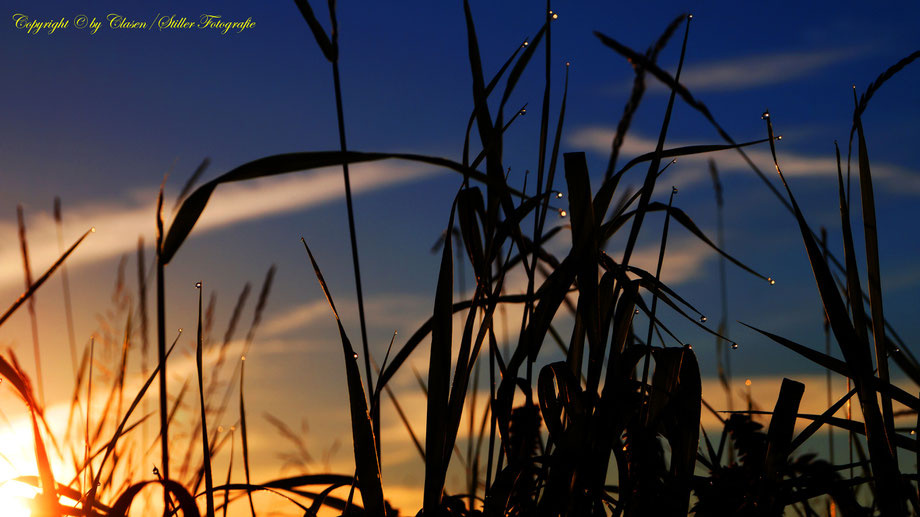 Wassertropfen, Gräser, Sonnenaufgang