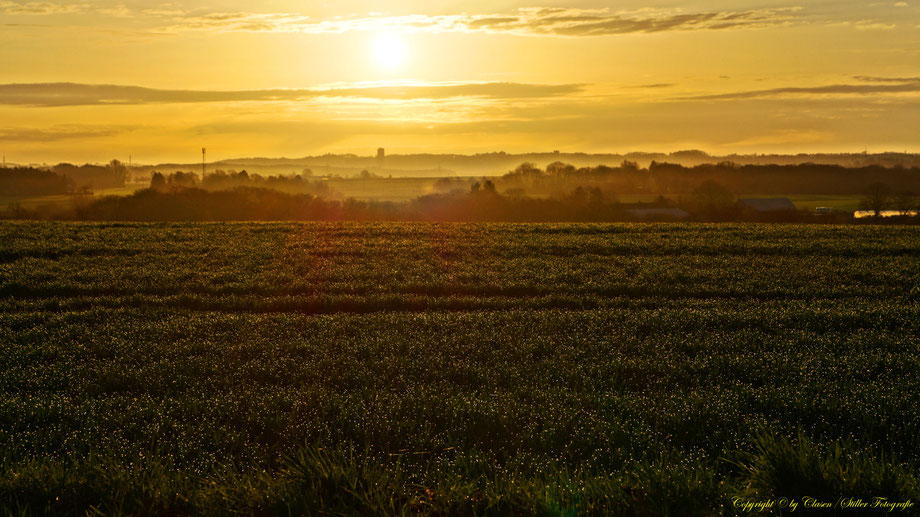 Sonnenaufgang, Kornfeld, Baum, Sonnenstrahlen, Wolken, Morgentau, Wassertropfen,