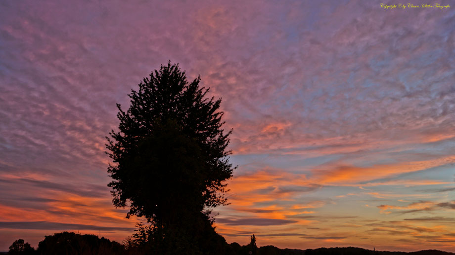 Sonnenaufgang, Kornfeld, Baum, Sonnenstrahlen, Wolken,