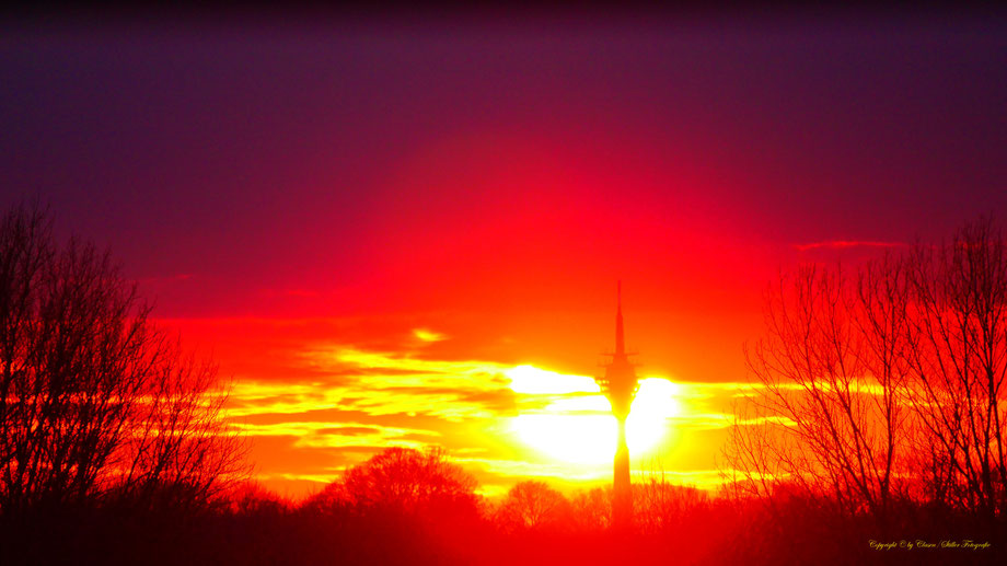 Vögel, Clasen/Stiller Fotografie, Udo Clasen, Patrick Stiller, Nachtaufnahme, Langzeitbelichtung, Sonnenaufgang, Sonnenuntergang, rot, grün, blau, orange, gold, gelb, Pflanzen, Baum, Bäume, HDR, Düsseldorf, Duisburg, Natur, Tiere, Wolken, 