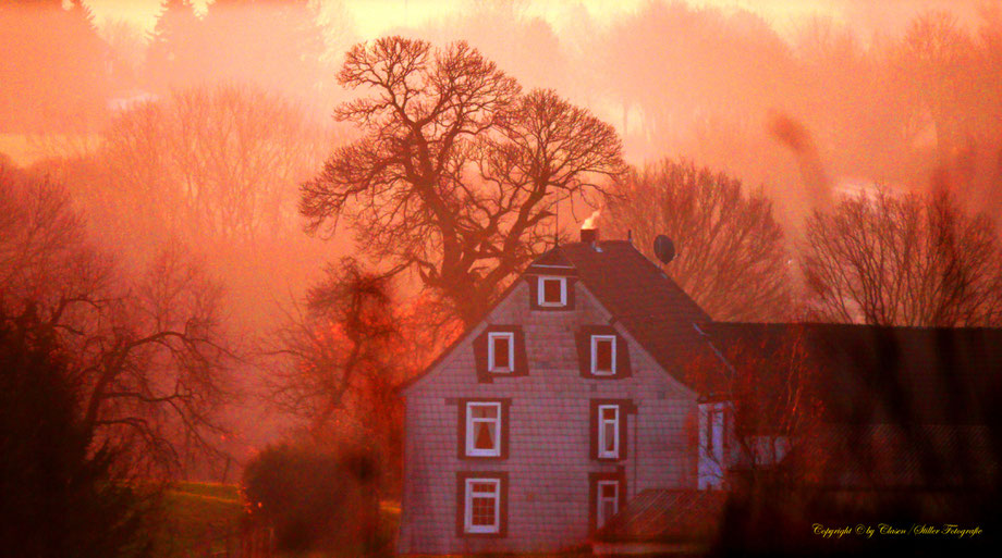 Düsseldorfer Fernsehturm, Vögel, Clasen/Stiller Fotografie, Udo Clasen, Patrick Stiller, Nachtaufnahme, Langzeitbelichtung, Sonnenaufgang, Sonnenuntergang, rot, grün, blau, orange, gold, gelb, Pflanzen, Baum, Bäume, HDR, Düsseldorf, Duisburg, Natur, Tiere