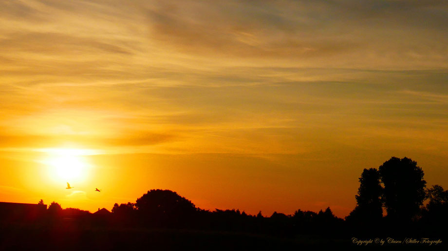 Düsseldorfer Fernsehturm, Vögel, Clasen/Stiller Fotografie, Udo Clasen, Patrick Stiller, Nachtaufnahme, Langzeitbelichtung, Sonnenaufgang, Sonnenuntergang, rot, grün, blau, orange, gold, gelb, Pflanzen, Baum, Bäume, HDR, Düsseldorf, Duisburg, Natur, Tiere