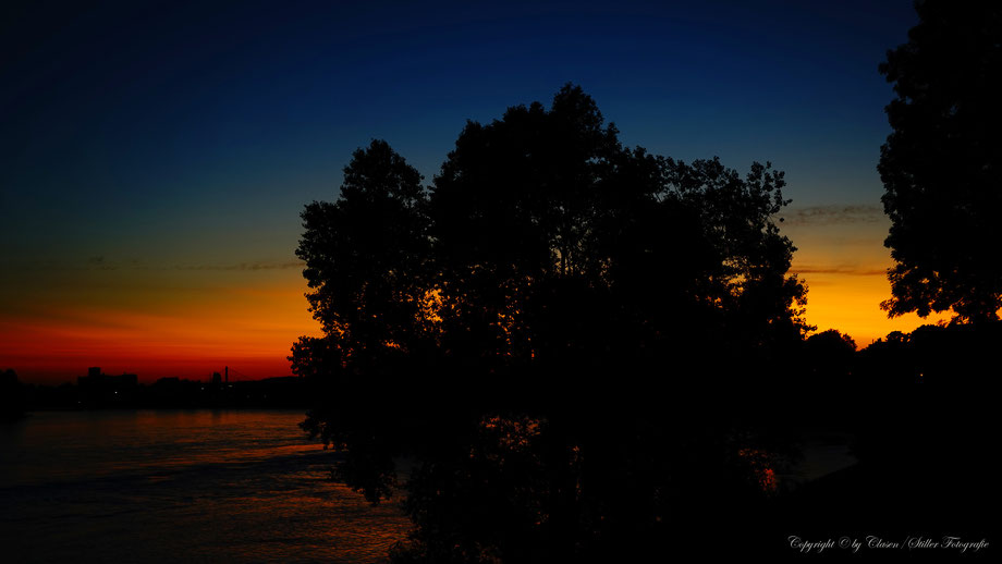 Düsseldorfer Fernsehturm, Vögel, Clasen/Stiller Fotografie, Udo Clasen, Patrick Stiller, Nachtaufnahme, Langzeitbelichtung, Sonnenaufgang, Sonnenuntergang, rot, grün, blau, orange, gold, gelb, Pflanzen, Baum, Bäume, HDR, Düsseldorf, Duisburg, Natur, Tiere