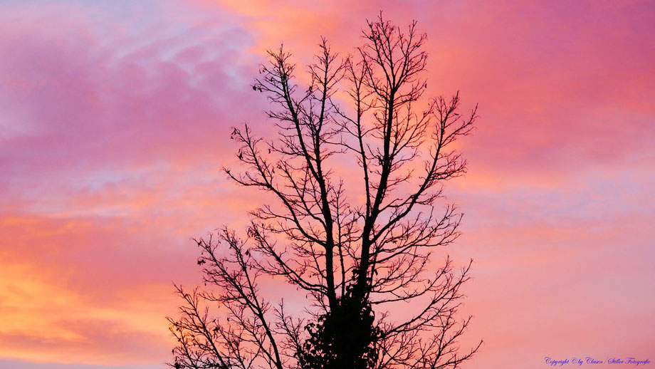 Sonnenaufgang, Kornfeld, Baum, Sonnenstrahlen, Wolken,