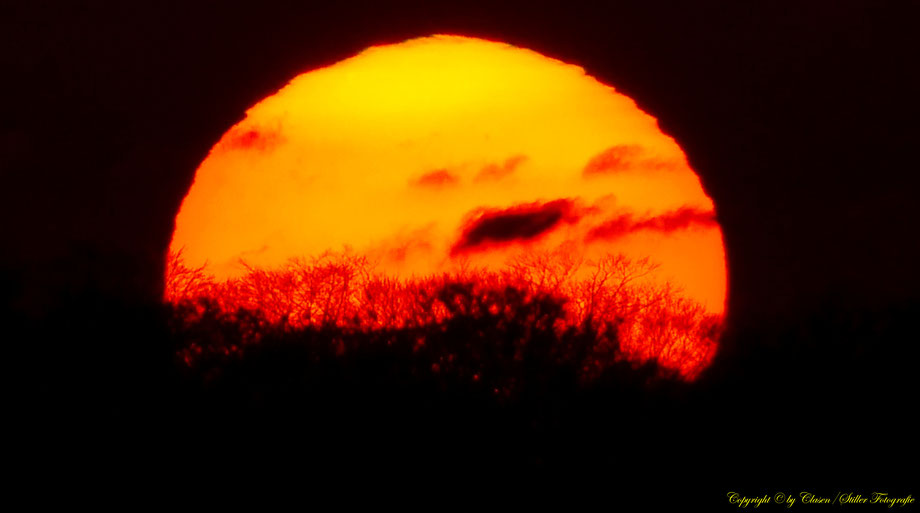 Düsseldorfer Fernsehturm, Vögel, Clasen/Stiller Fotografie, Udo Clasen, Patrick Stiller, Nachtaufnahme, Langzeitbelichtung, Sonnenaufgang, Sonnenuntergang, rot, grün, blau, orange, gold, gelb, Pflanzen, Baum, Bäume, HDR, Düsseldorf, Duisburg, Natur, Tiere