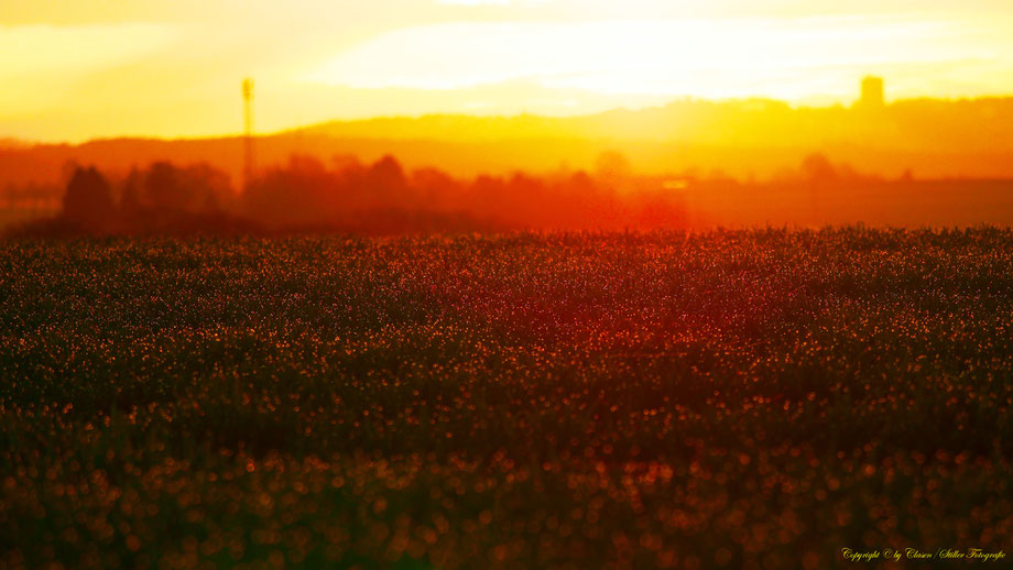 Sonnenaufgang, Kornfeld, Baum, Sonnenstrahlen, Wolken, Morgentau, Wassertropfen,