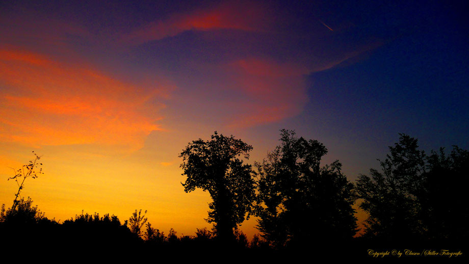 Düsseldorfer Fernsehturm, Vögel, Clasen/Stiller Fotografie, Udo Clasen, Patrick Stiller, Nachtaufnahme, Langzeitbelichtung, Sonnenaufgang, Sonnenuntergang, rot, grün, blau, orange, gold, gelb, Pflanzen, Baum, Bäume, HDR, Düsseldorf, Duisburg, Natur, Tiere