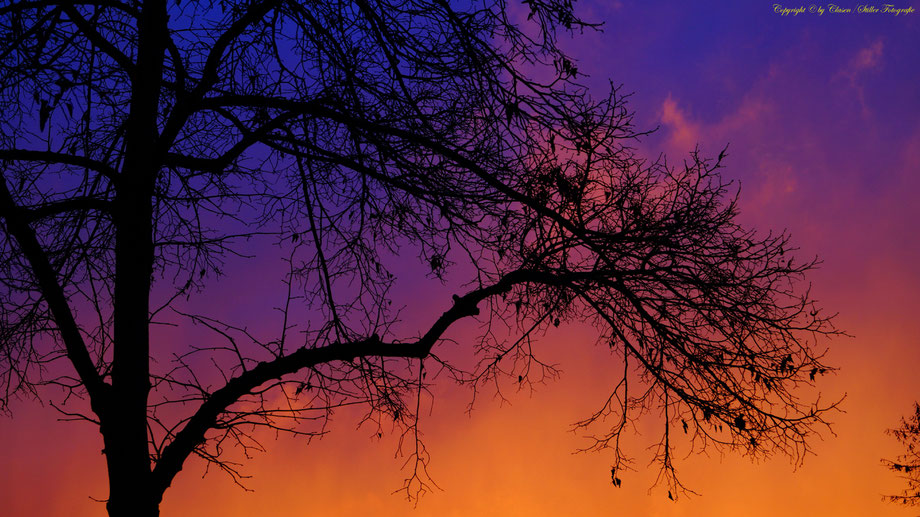 Sonnenaufgang, Kornfeld, Baum, Sonnenstrahlen, Wolken,