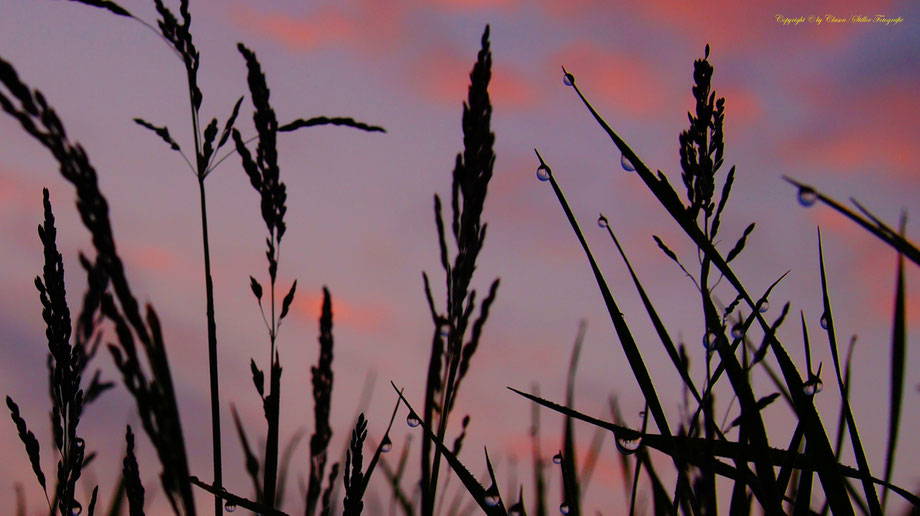 Sonnenaufgang, Kornfeld, Baum, Sonnenstrahlen, Wolken, Wassertropfen,