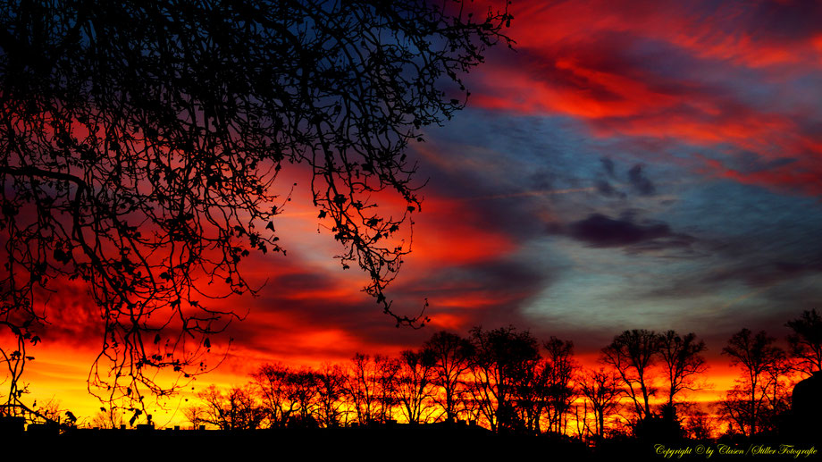 Düsseldorfer Fernsehturm, Vögel, Clasen/Stiller Fotografie, Udo Clasen, Patrick Stiller, Nachtaufnahme, Langzeitbelichtung, Sonnenaufgang, Sonnenuntergang, rot, grün, blau, orange, gold, gelb, Pflanzen, Baum, Bäume, HDR, Düsseldorf, Duisburg, Natur, Tiere