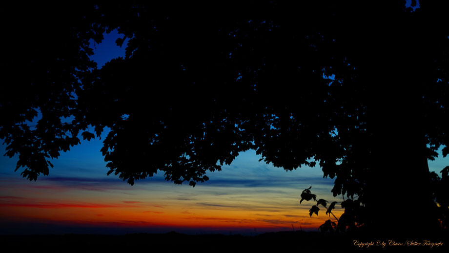 Düsseldorfer Fernsehturm, Vögel, Clasen/Stiller Fotografie, Udo Clasen, Patrick Stiller, Nachtaufnahme, Langzeitbelichtung, Sonnenaufgang, Sonnenuntergang, rot, grün, blau, orange, gold, gelb, Pflanzen, Baum, Bäume, HDR, Düsseldorf, Duisburg, Natur, Tiere