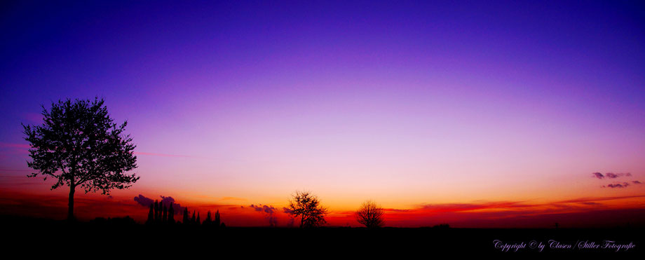 Düsseldorfer Fernsehturm, Vögel, Clasen/Stiller Fotografie, Udo Clasen, Patrick Stiller, Nachtaufnahme, Langzeitbelichtung, Sonnenaufgang, Sonnenuntergang, rot, grün, blau, orange, gold, gelb, Pflanzen, Baum, Bäume, HDR, Düsseldorf, Duisburg, Natur, Tiere