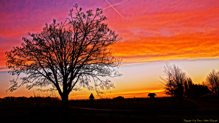 Düsseldorfer Fernsehturm, Vögel, Clasen/Stiller Fotografie, Udo Clasen, Patrick Stiller, Nachtaufnahme, Langzeitbelichtung, Sonnenaufgang, Sonnenuntergang, rot, grün, blau, orange, gold, gelb, Pflanzen, Baum, Bäume, HDR, Düsseldorf, Duisburg, Natur, Tiere