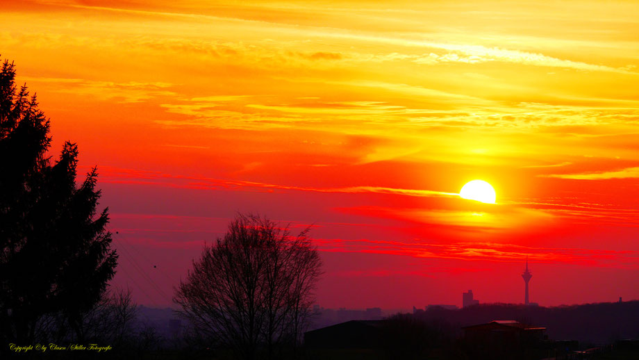 Düsseldorfer Fernsehturm, Vögel, Clasen/Stiller Fotografie, Udo Clasen, Patrick Stiller, Nachtaufnahme, Langzeitbelichtung, Sonnenaufgang, Sonnenuntergang, rot, grün, blau, orange, gold, gelb, Pflanzen, Baum, Bäume, HDR, Düsseldorf, Duisburg, Natur, Tiere