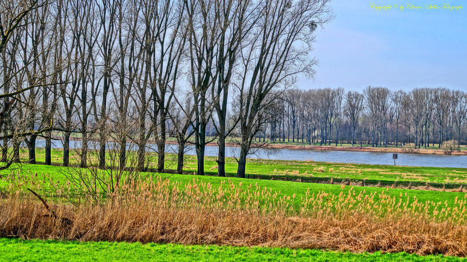 Rhein, Frühling,