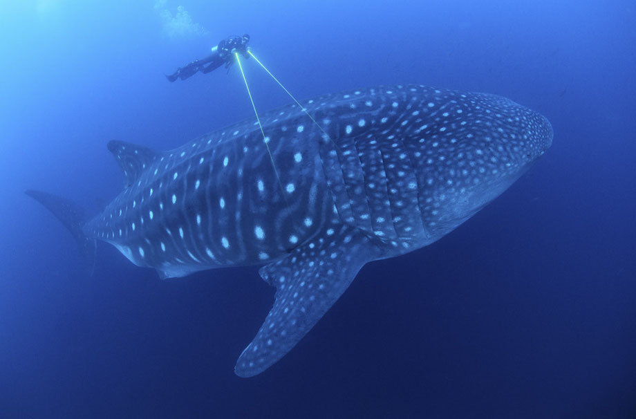 The Project Galapagos Whale Shark Project