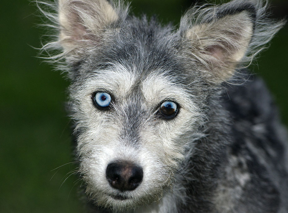 The Galapagos Islands Galapagos Whale Shark Project