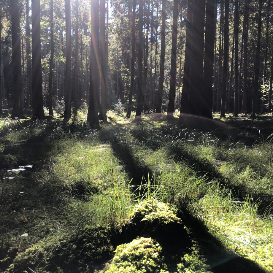 eine von der Natur stille Begleitung.