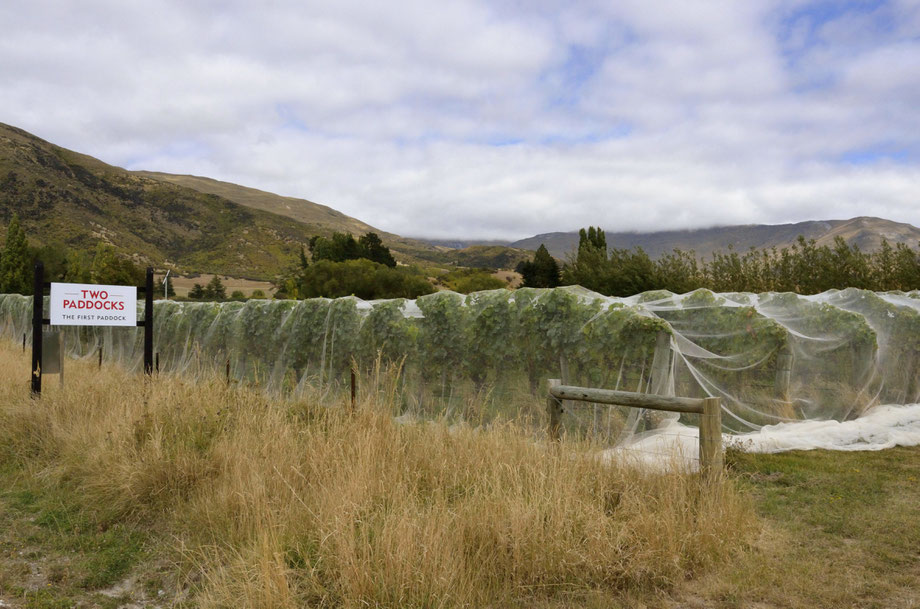 Two Paddocks - First Paddock Vineyard, Gibbston Valley