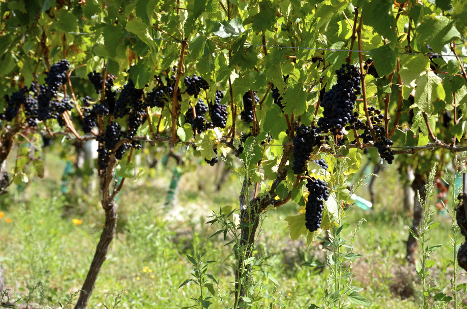Martinborough Vineyard