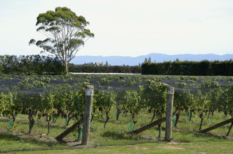 Martinborough Vineyard
