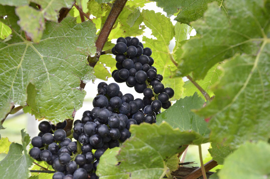 Vavasour Vineyard, Awatere Valley