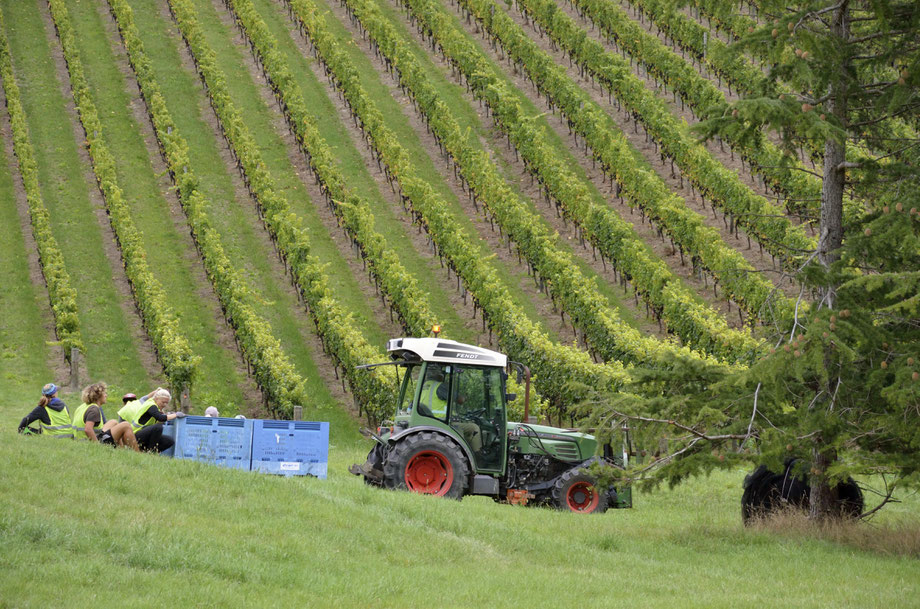 Auntsfield Harvest, Marlborough