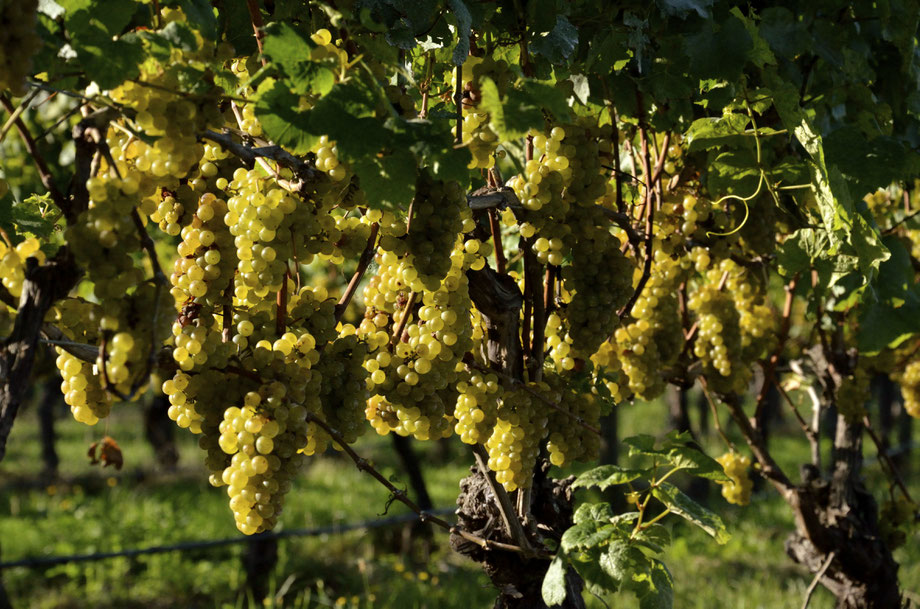 Seifried Vineyard, Nelson