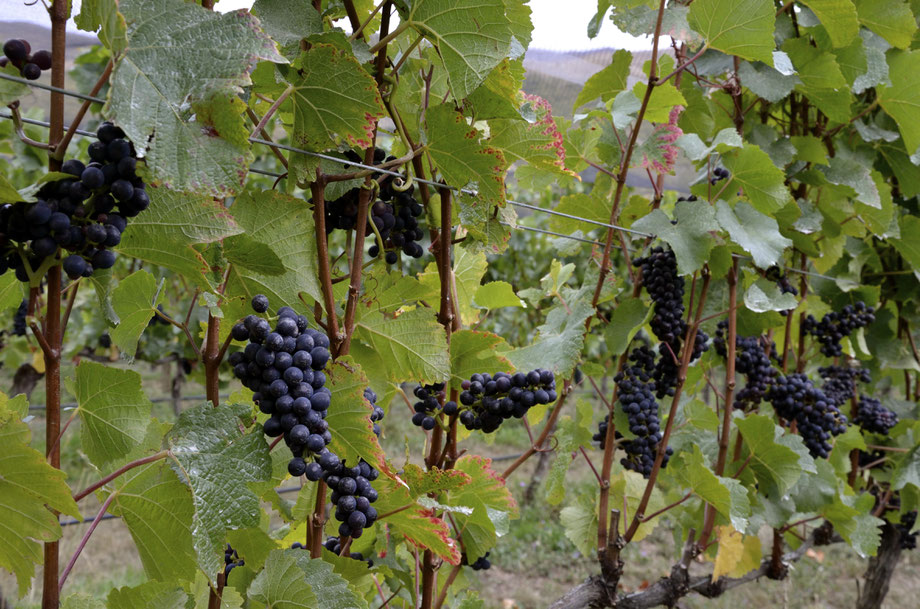 Two Paddocks Vineyard, Felton Road