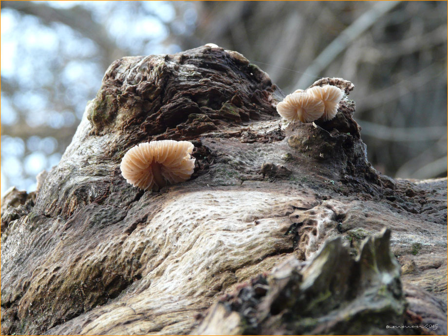 Champignon sur vielle souche de plusieurs siècles