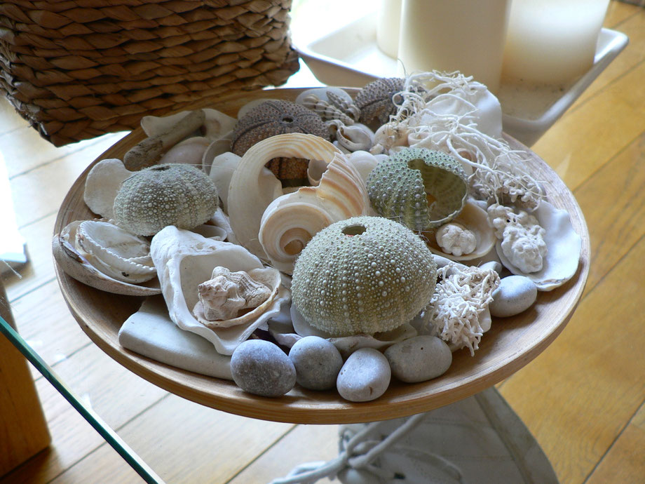 Nature Morte aux Coquillages
