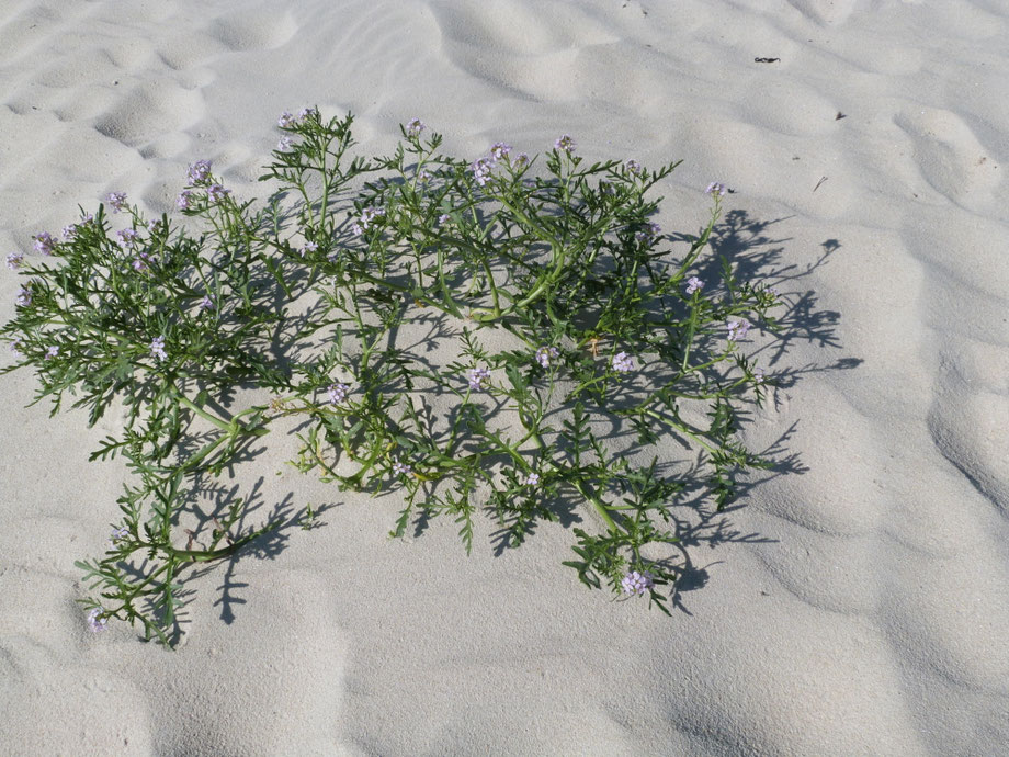 Roquette