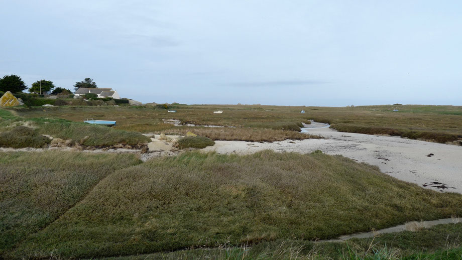 Prés salés de la digue à Kerlouan (29)
