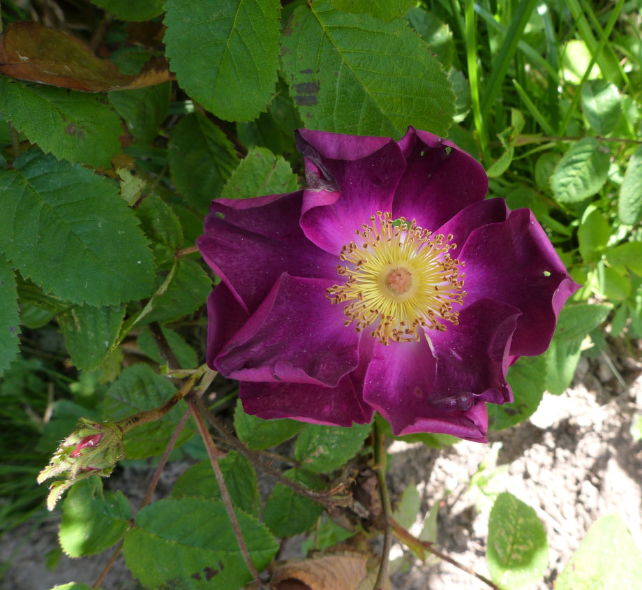 La Belle Sultane 