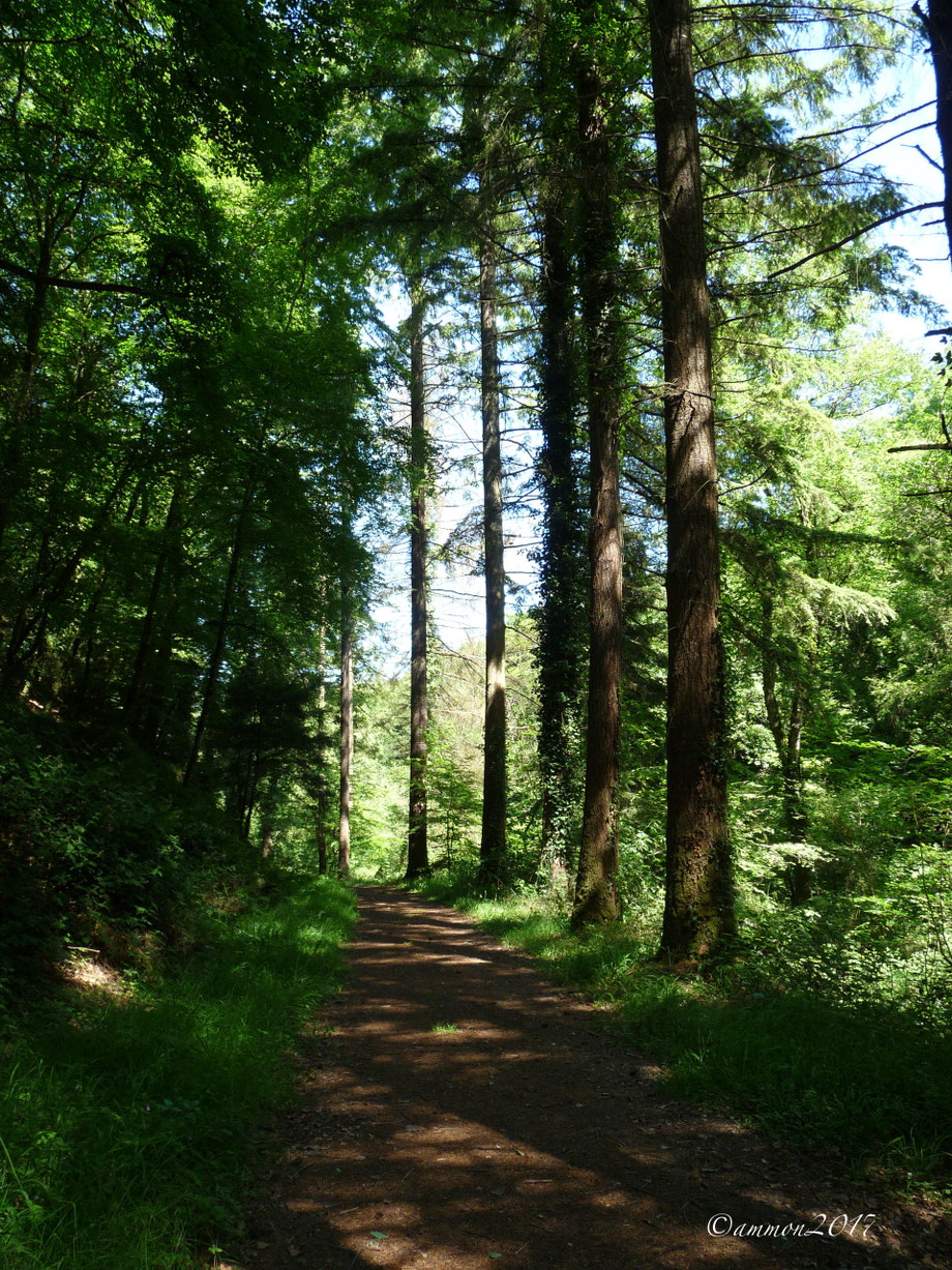 Dans les Bois de Belle Ile en Terre
