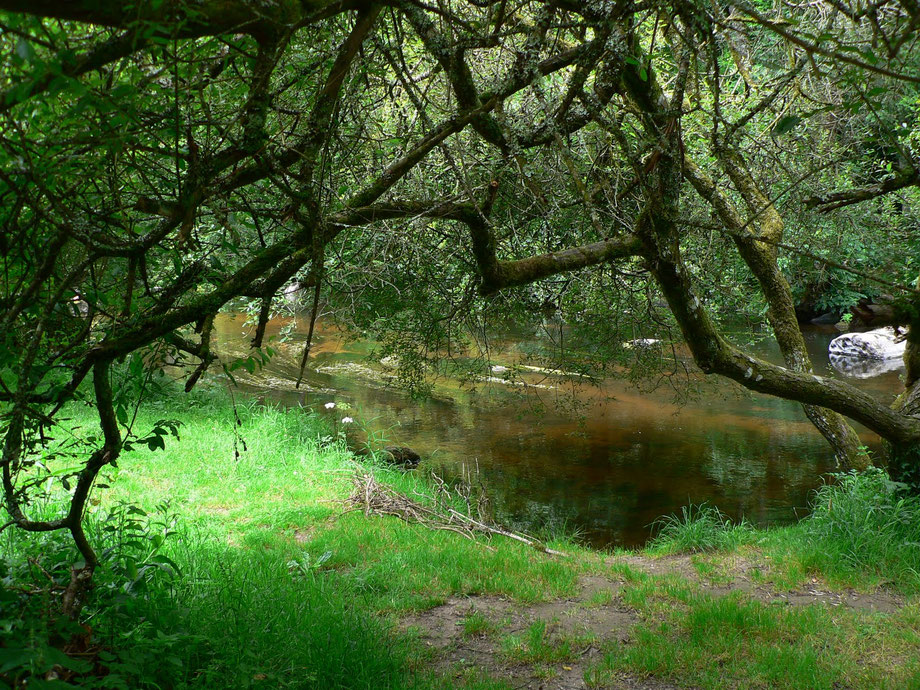 Le Legué,une rivière à Saumons et à Truites