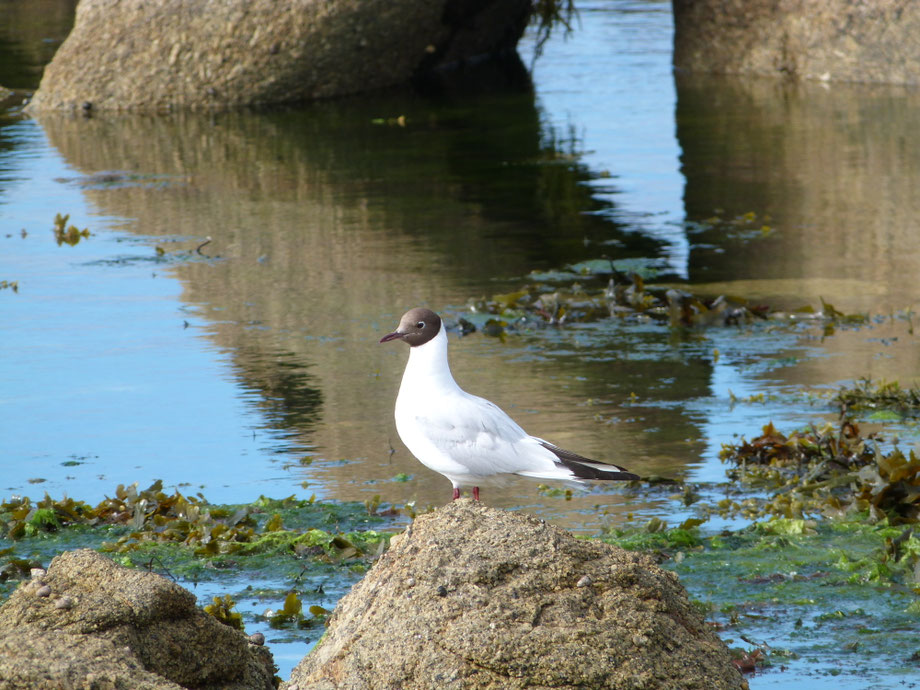 Mouette Rieuse !