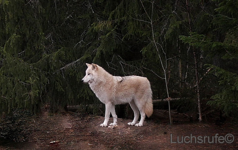 Wolf-Hund Hybrid