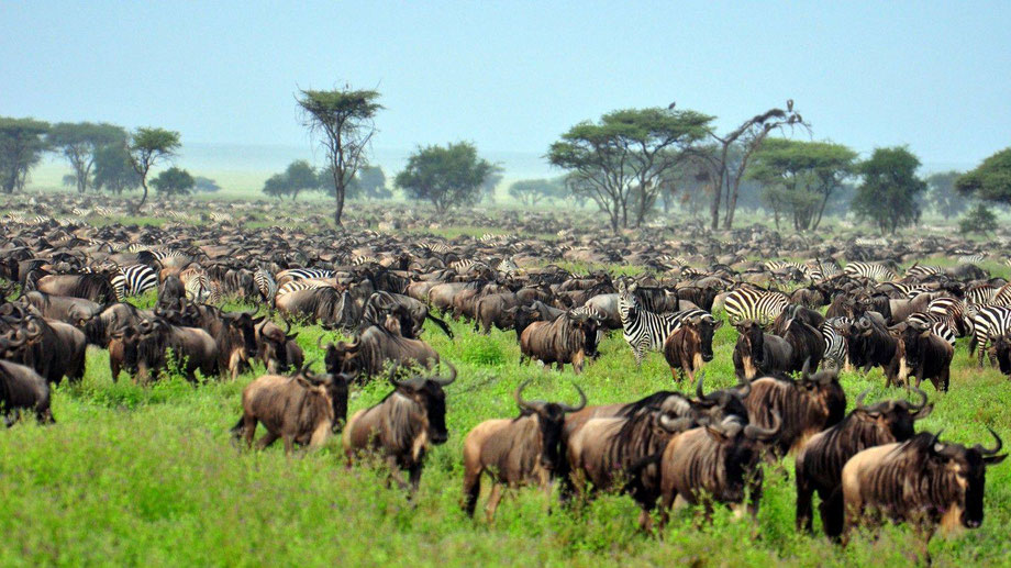 Tanzania_safaris_tours