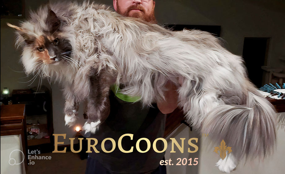 maine coon kittens for sale maine coon cats for sale