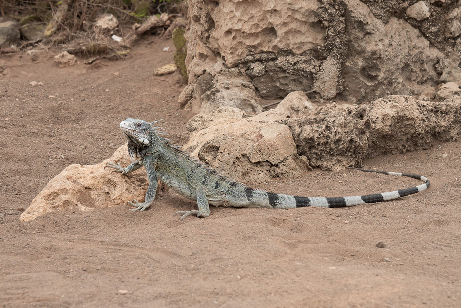 An iguana sunbathes on a rock.
